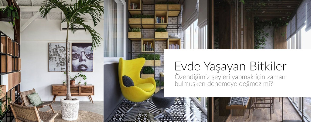 Doğaya Yakınlaşmak : Evde Yaşayan Bitkiler